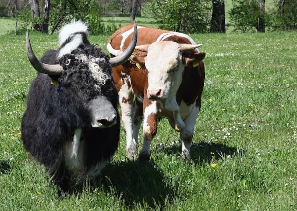 yak neben rind.jpg