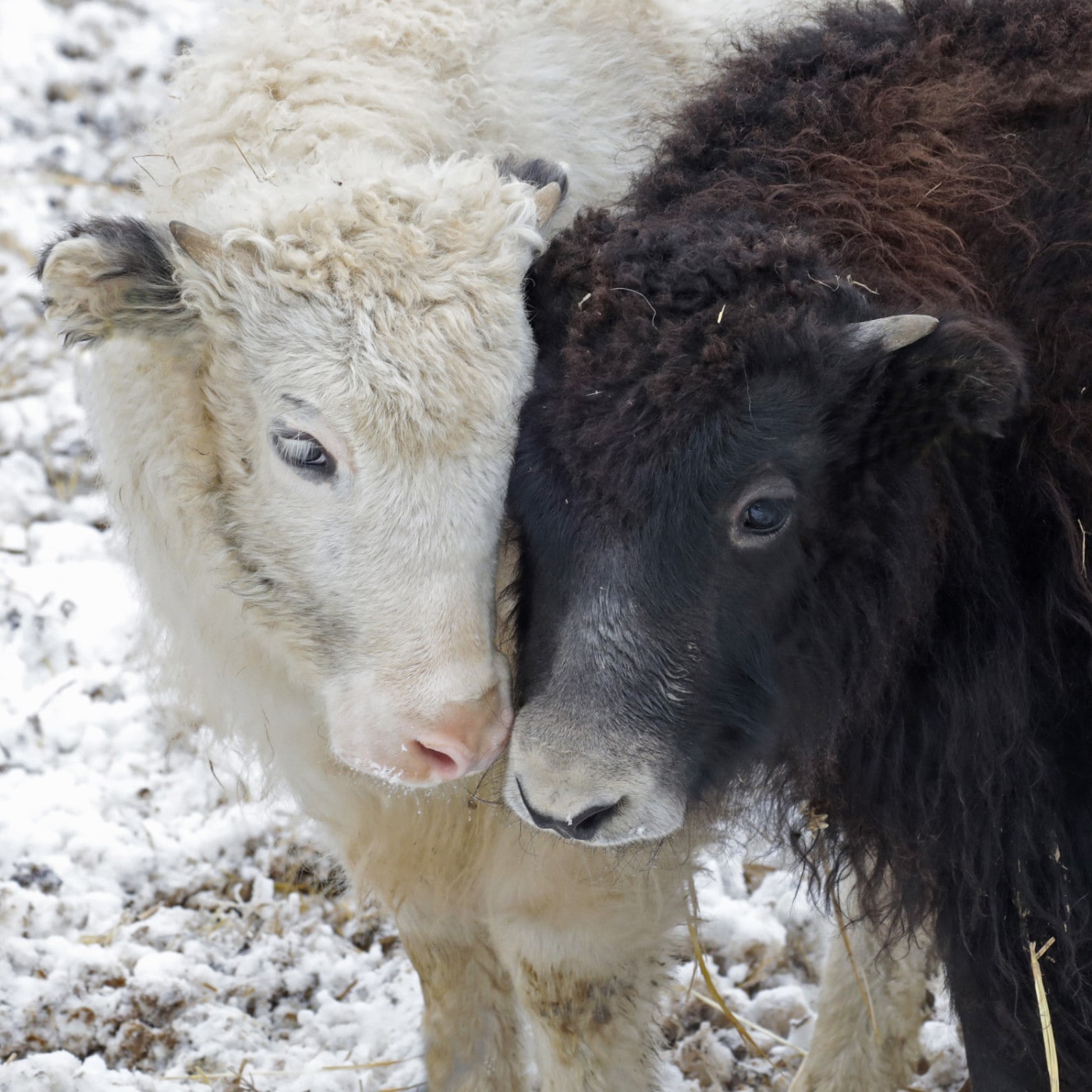 yak-ying-und-yang.jpg