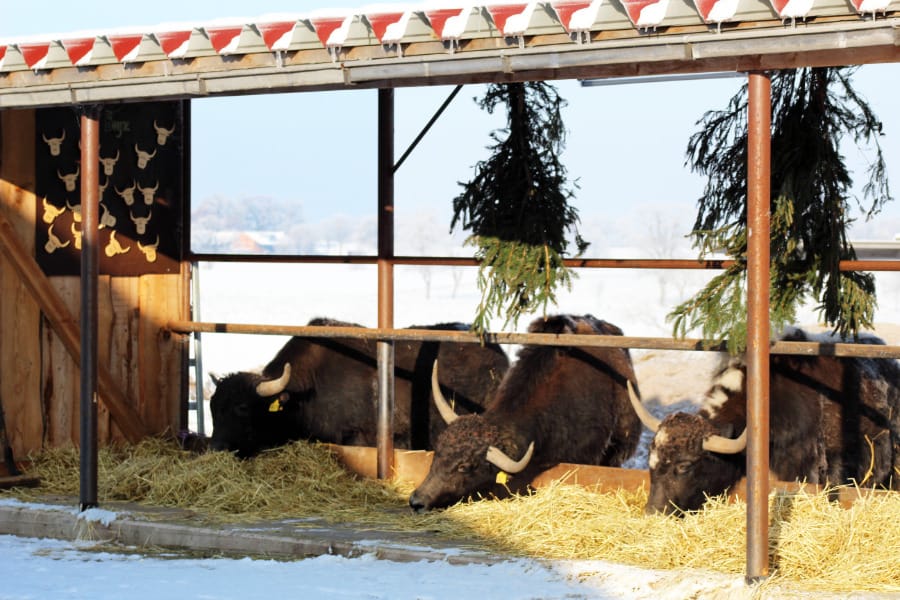 fressplätze_für_unsere_yaks.jpg