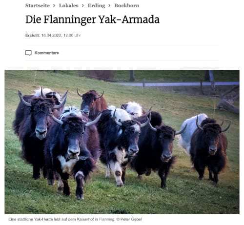 flanninger yak-armada.jpg