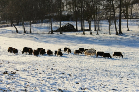 yakherde kaiserhof im winter.jpg
