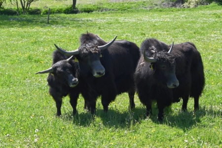 Gruppe von Jaks bei Erding.jpg
