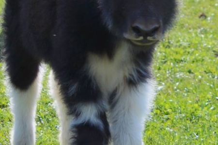jüngstes Yak am Kaiserhof.jpg