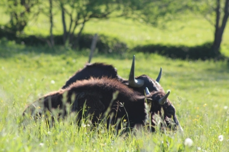 Kaiserhof - Yaks beim ausruhen.jpg