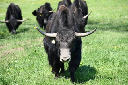 Schwarze Yaks in Flanning.jpg