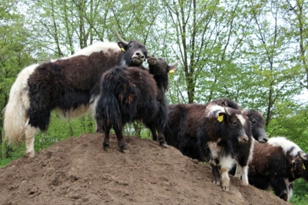 yak-haltung-kaiserhof.jpg