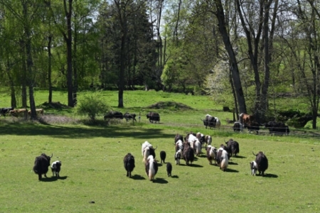 yak-herde-kaiserhof.jpg