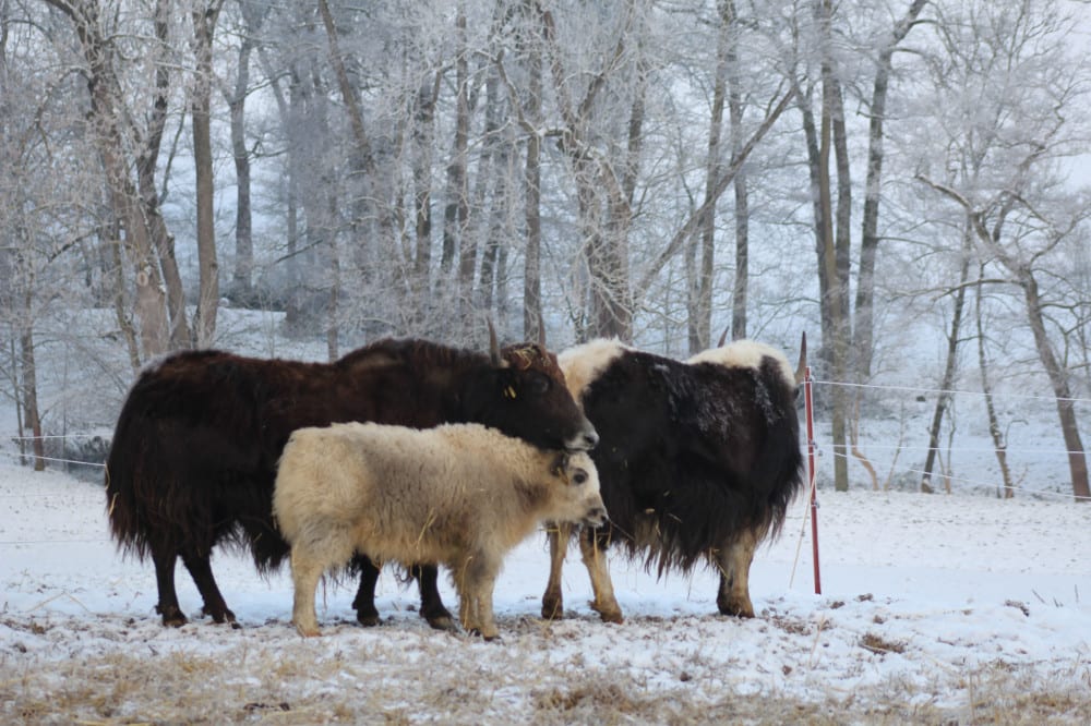 yaks_im_winter.jpg